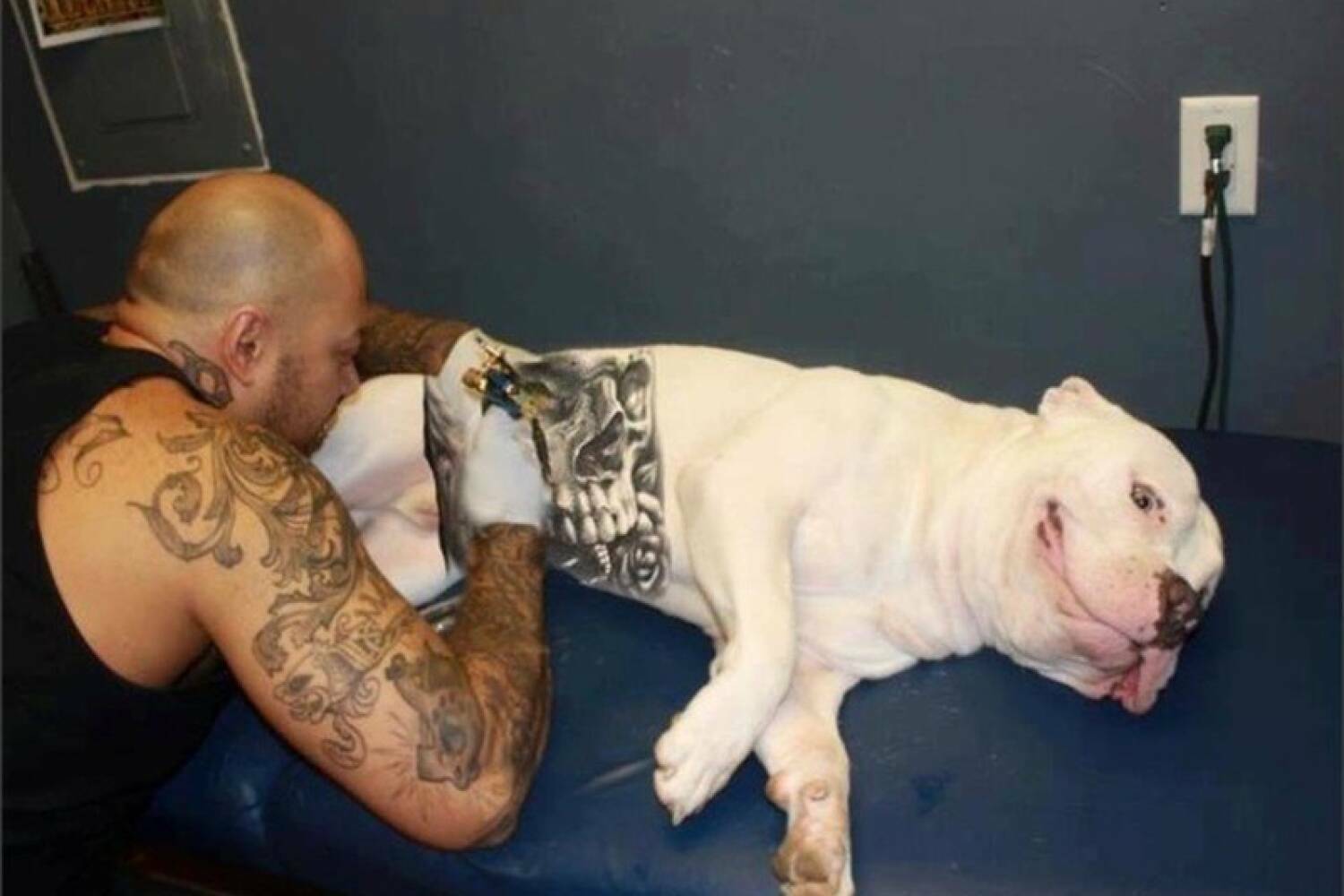 You are currently viewing Nada de tatuagem em animais. Texto tramita na Câmara com proibição para a atividade
