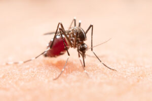 Read more about the article Após 2 anos de redução, número de mortes por dengue cresce no Brasil